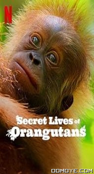 Secret Lives of Orangutans (2024) poster